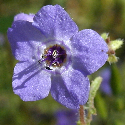 Glitter - Blue – Wildflowers