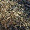 Shiver Grass
