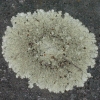 Unidentified Gray Lichen GB10