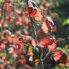 Poison Oak, Fall Leaves