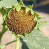 Sunflower, Seed