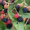 Himalayan Blackberry, Fruit