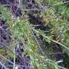 California Buckwheat