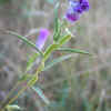 Williamson's Clarkia, Lavender variant