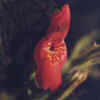 Scarlet Monkeyflower CU