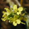 Charlock Mustard, Flower