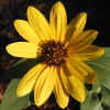 Sunflower CU