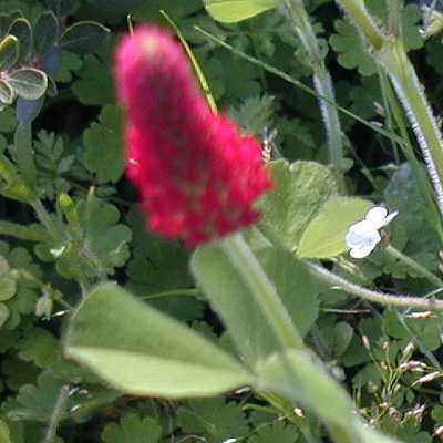 Wildflower Identification Guide (Red)